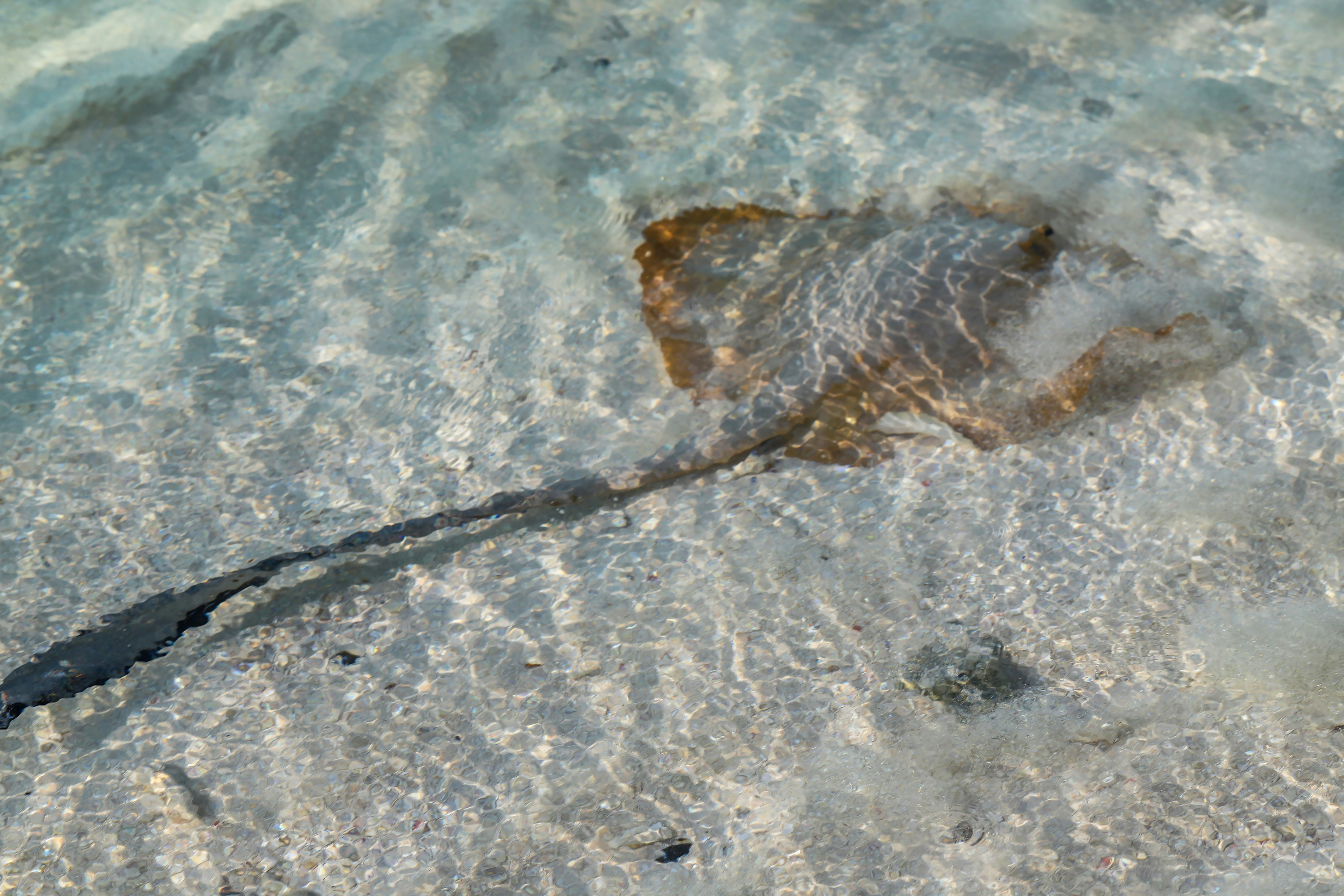 brown fish on body of water